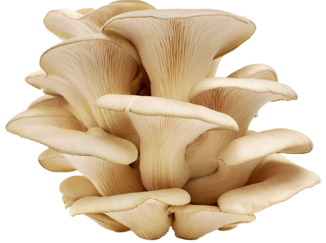 Snímek obrazovky 2026-03-09 110335